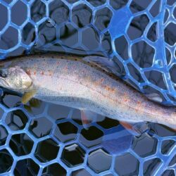 魚が強い！ ～岡崎トラウトポンド～